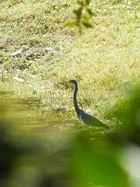 View of a bird in lake