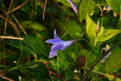 Close-up of purple flowering plant leaves