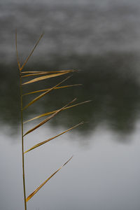 Close-up of dry leaf in lake