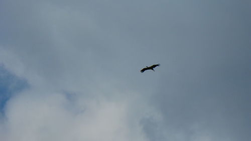 Low angle view of bird flying against sky