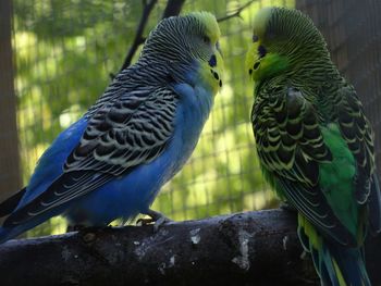 Close-up of birds perching on tree