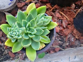 High angle view of succulent plant on field