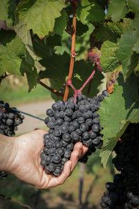 Close-up of hand holding grapes in vineyard