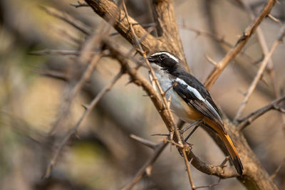 Close-up of bird perching on branch