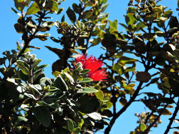 Low angle view of red hibiscus on tree