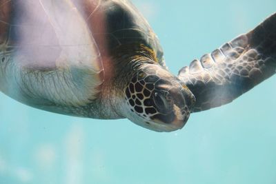 Close-up of turtle swimming in sea