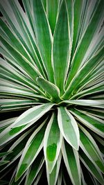 Full frame shot of tree