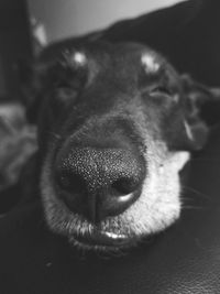 Close-up portrait of dog