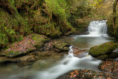 Scenic view of waterfall in forest