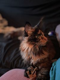 Close-up of cat looking at home