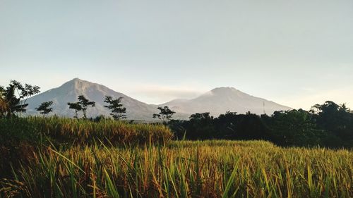 Scenic view of field against sky