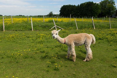 Cute freshly shorn cream alpaca looking up with surprised expression whole grazing in enclosure 