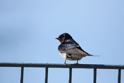 Low angle view of bird perching on railing against clear sky