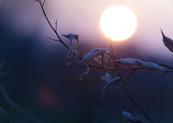 Close-up of dry plant against bright sun