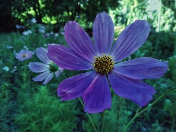 Close-up of purple flower blooming outdoors