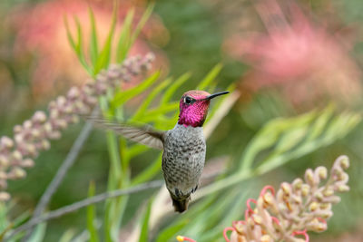 Close-up of butterfly on pink flower
