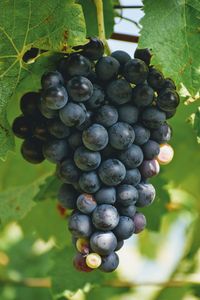 Close-up of grapes growing in vineyard