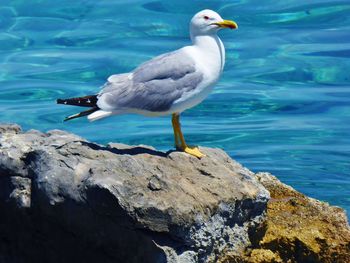 Seagull perching on rock by sea