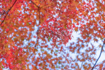 Low angle view of maple tree during autumn