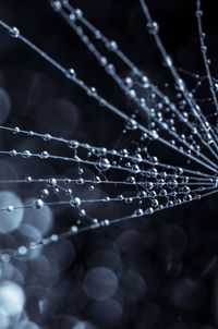 Close-up of water drops on spider web