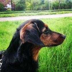 Close-up of dog on field