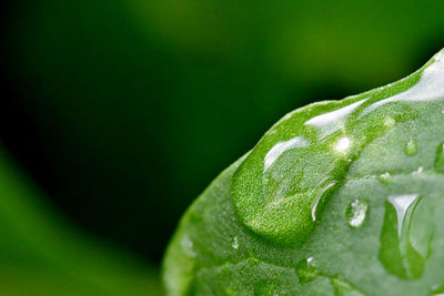 Close-up of wet leaf