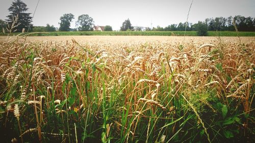 Scenic view of field against cloudy sky