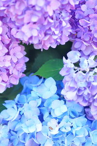 Full frame shot of purple flowers