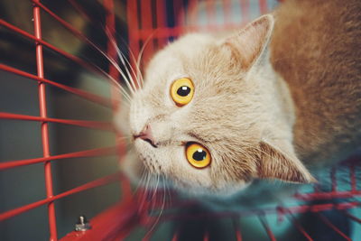 Close-up portrait of cat