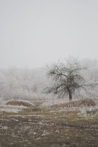 Bare tree on field against clear sky