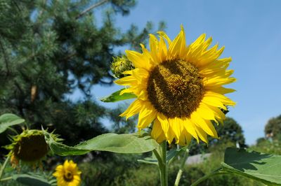 Close-up of sunflower