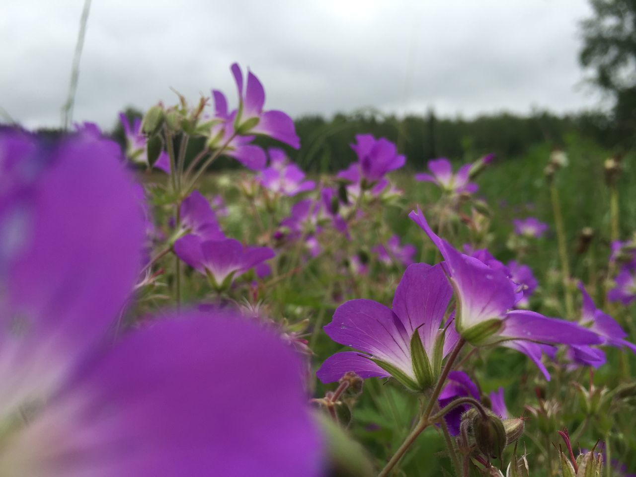 flower, freshness, growth, fragility, purple, beauty in nature, petal, focus on foreground, plant, nature, blooming, close-up, flower head, field, stem, pink color, selective focus, in bloom, day, outdoors