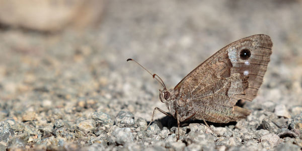 Close-up of butterfly on pebbles