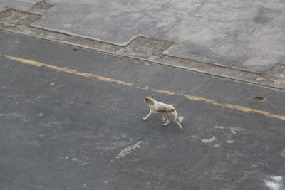 High angle view of dog on street