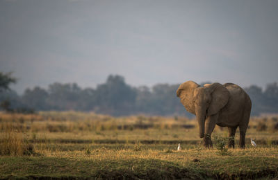 The african bush elephant