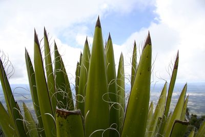 Close-up of succulent plant on field against sky