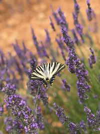 Close-up of butterfly pollinating on purple flower