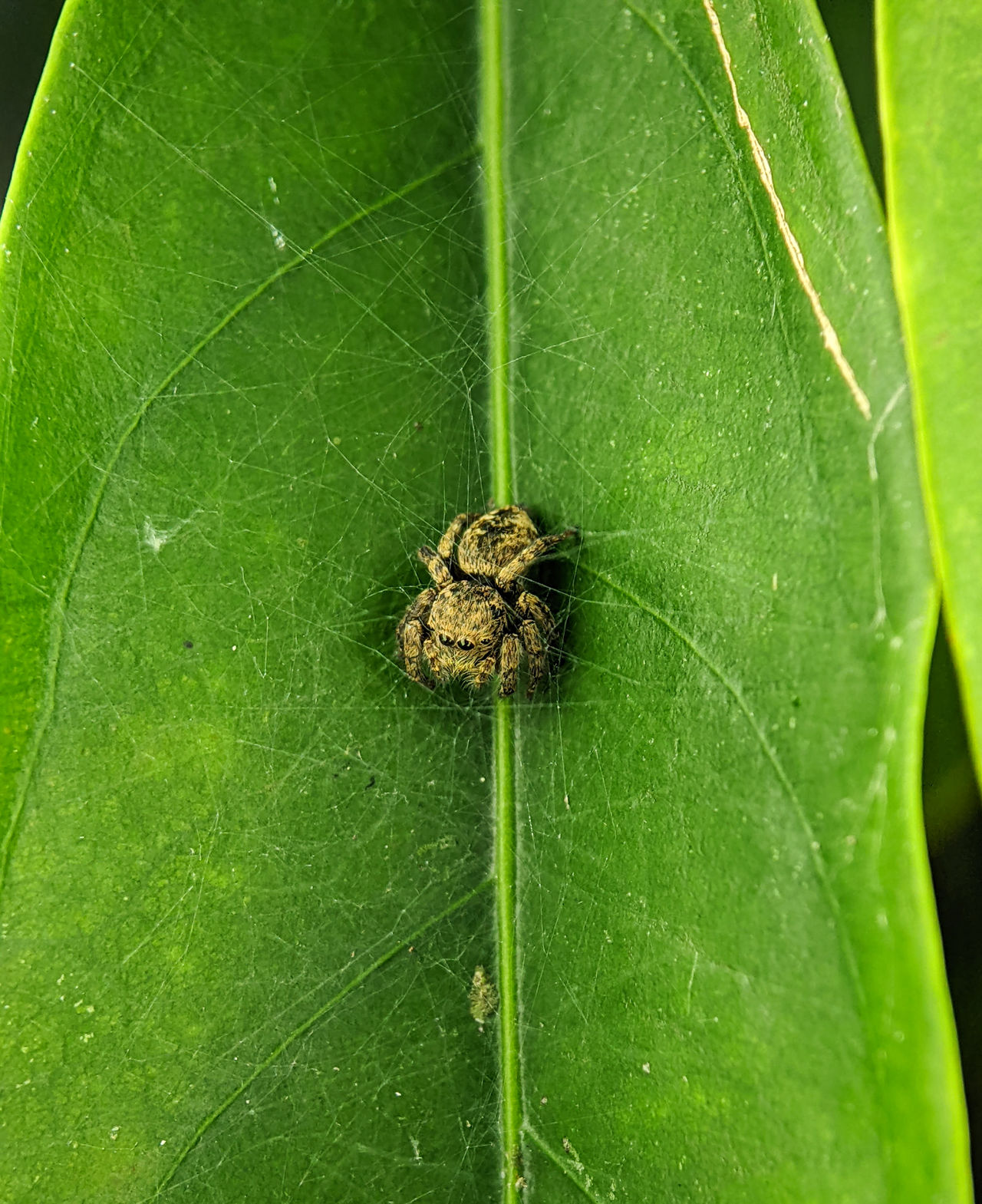 Spider closeup