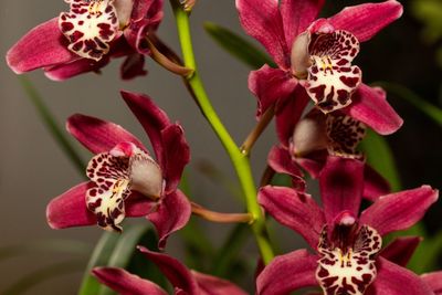 Close-up of pink orchids