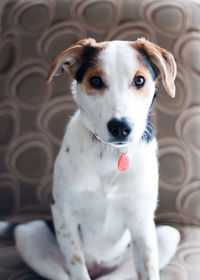 Close-up portrait of dog sitting