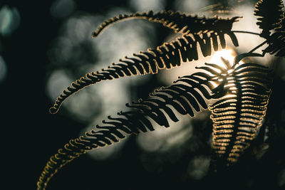 Close-up of plant in new taipei city honglushishan 