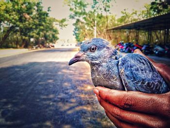 Close-up of hand holding bird