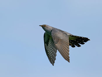 Low angle view of bird flying against clear sky