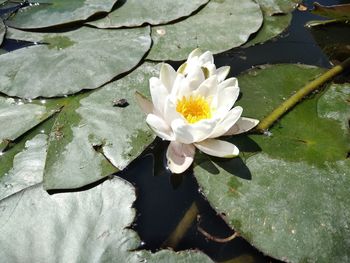 Close-up of white lotus water lily in lake