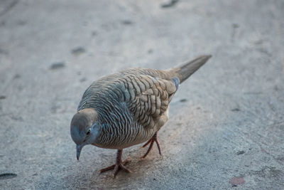 High angle view of bird perching on land