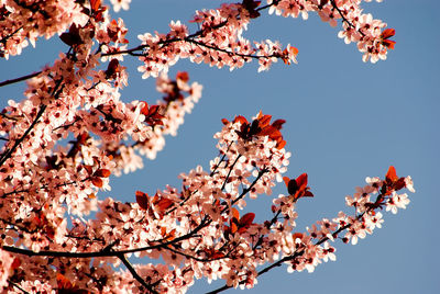 Low angle view of cherry blossoms against sky