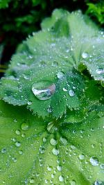 Close-up of water drops on leaf