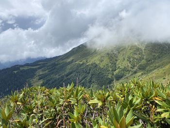 Scenic view of agricultural landscape against sky