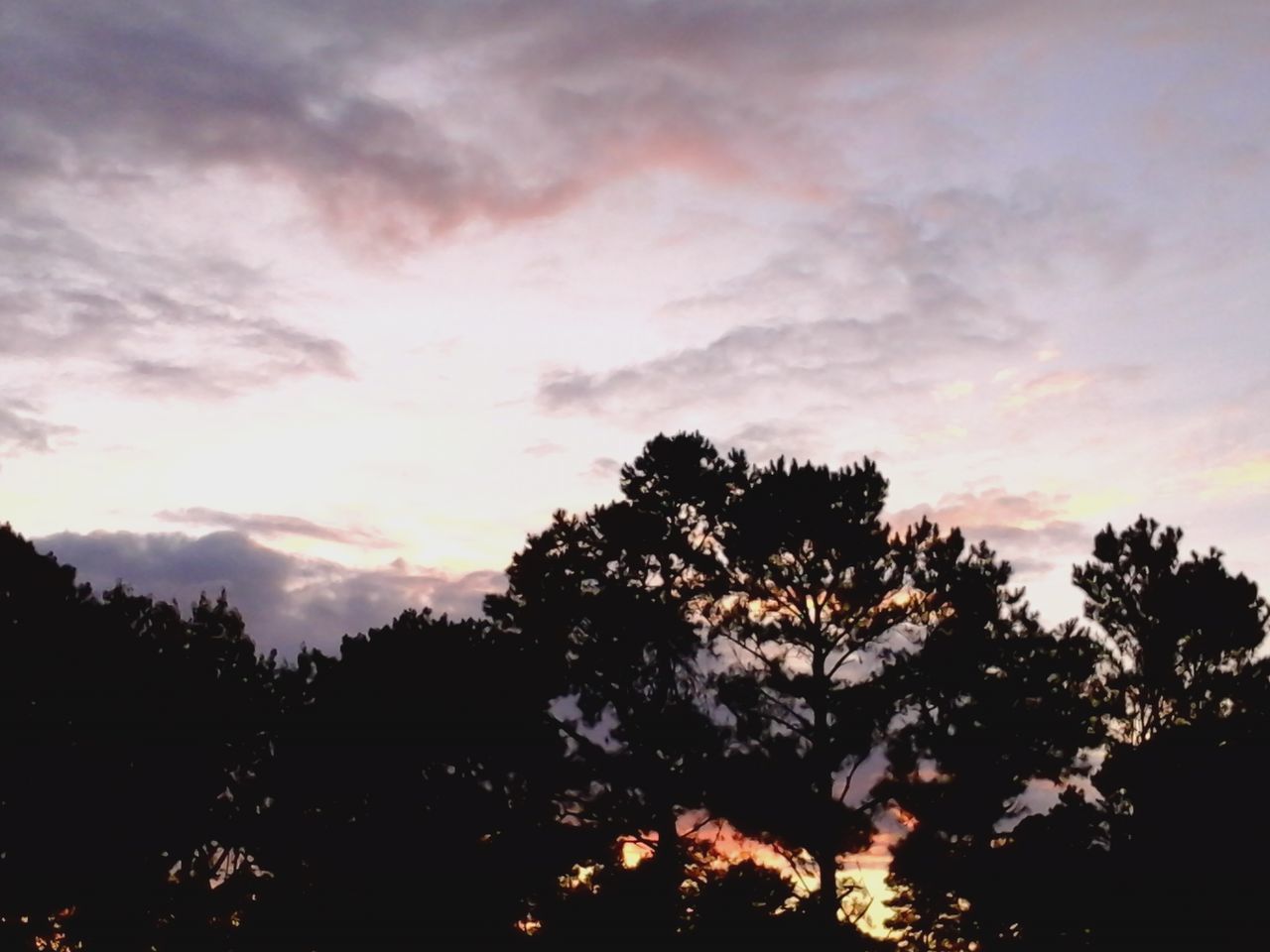 silhouette, tree, sunset, sky, cloud - sky, beauty in nature, tranquility, scenics, tranquil scene, nature, low angle view, growth, orange color, cloudy, cloud, idyllic, dusk, dramatic sky, branch, outdoors