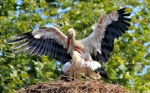 Close-up of storks mating